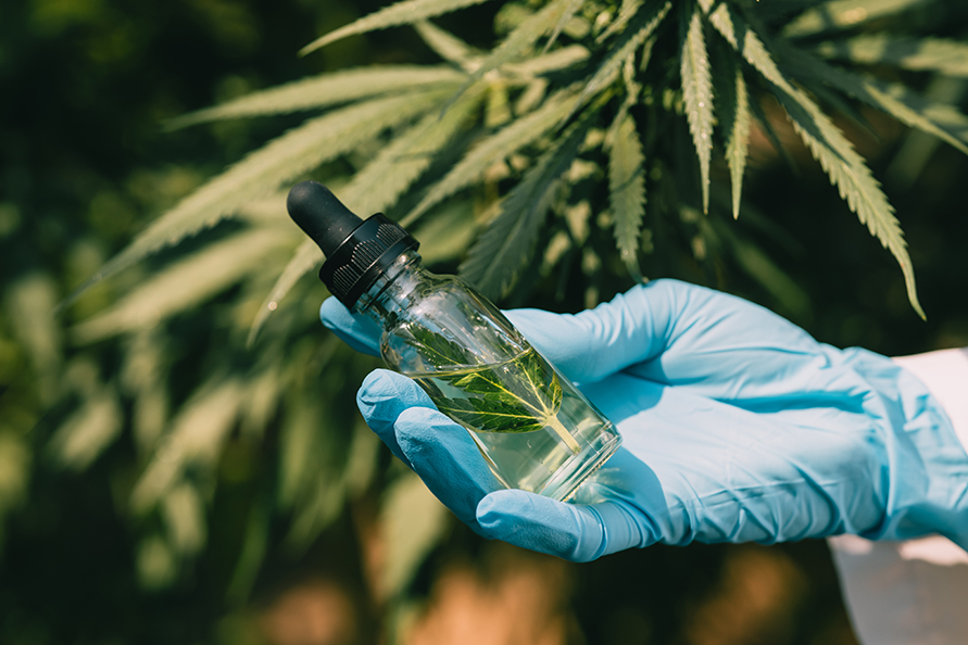 Hand holding Sativa Cannabis oil extract essential from Marijuan