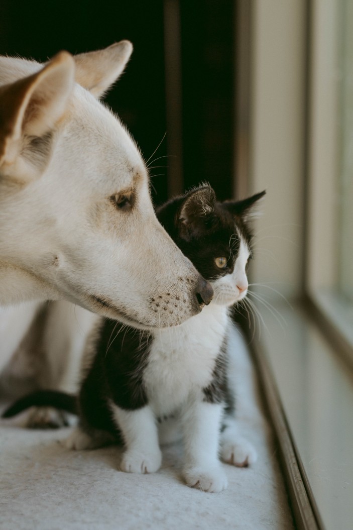 A photo of a husky mix and small kitten looking out a window